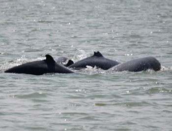 Satapada Dolphin Sanctuary