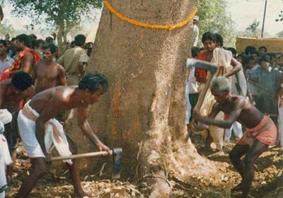 Cutting of the Daru tree